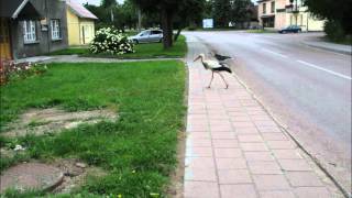 preview picture of video 'Stork walking in Kintai street. Gandras Kintų gatvėje.'