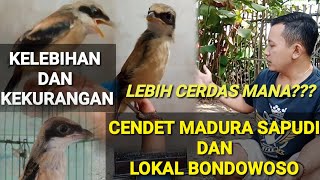 Download lagu ADVANTAGES AND DISADVANTAGES OF MADURA SAPUDI AND BONDOWOSO LOCAL CENDET mp3