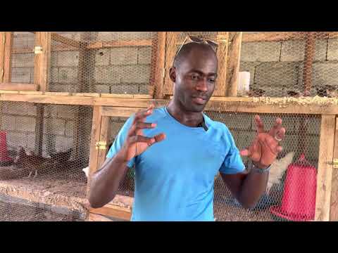 Elevage de poulets biologique en Afrique:MA méthode de A à Z