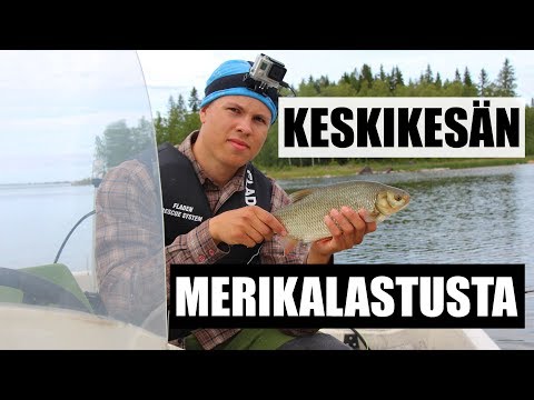 Keskikesän merikalastusta | Vaan kalastusta