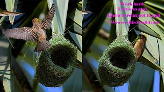 Download lagu Amazing Work Of Weaver Bird Build Nest 🥰 Bird Build Beautiful Home Part86 mp3