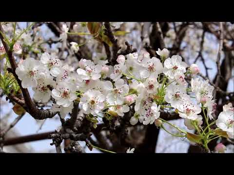 Enrique Granados Twelve Spanish Dances, Op. 37 - XII. Bolero, arabesca