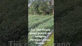 Download lagu Desa balegede Naringgul #kebunsayuran #fypyoutube #cianjurkidul mp3