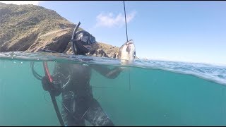 Spearfishing for Blue Moki in the Queen Charlotte Sound ft Will Porter (Season 3 Ep 7)