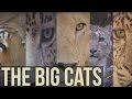 The Big Cats Circle