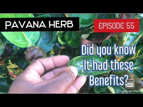 Herbally Speaking S5E3 (PAVANA)