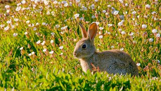 Summer in Wales: Land of the Wild (4K Documentary) | Our World