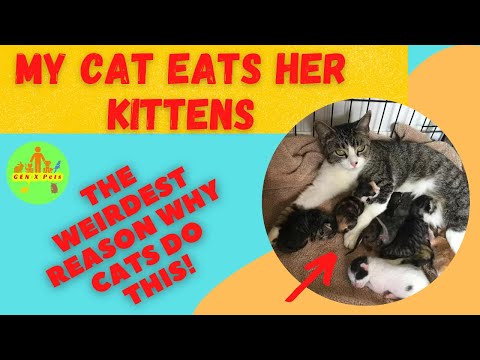Why Does My Cat Eat Her Kittens? (And What You Can Do To Help!)