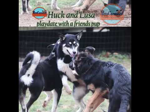 Huck, an adoptable Siberian Husky Mix in South Bend, IN_image-1