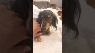 かわ。　#ミニチュアダックスフンド #癒し #dachshund