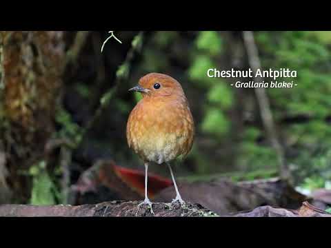 Peru: 12 Endemics 2023