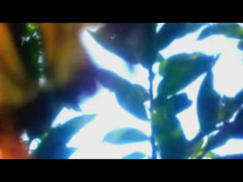 download lagu mp3 mp4 Download AirFrance On Trade Winds Mp3, download lagu Download AirFrance On Trade Winds Mp3 gratis, unduh video klip Download AirFrance On Trade Winds Mp3