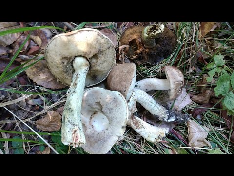 Topolov ded, vrbovača, jastrebača i još puno toga u nastavku avanture!06.09.2025.