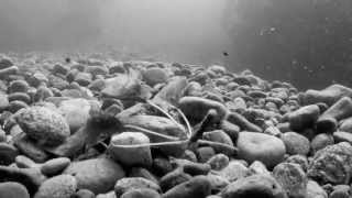 preview picture of video 'Canada's Kettle River Gorge - secret spot for scuba diving'