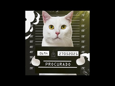 Cadê Meu Gato? - VMZ