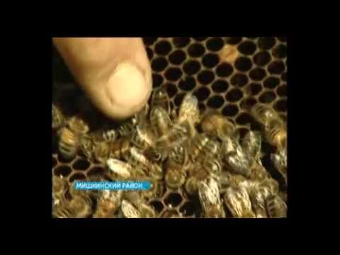 В республике завершился сезон вывода пчеломаток для пасек