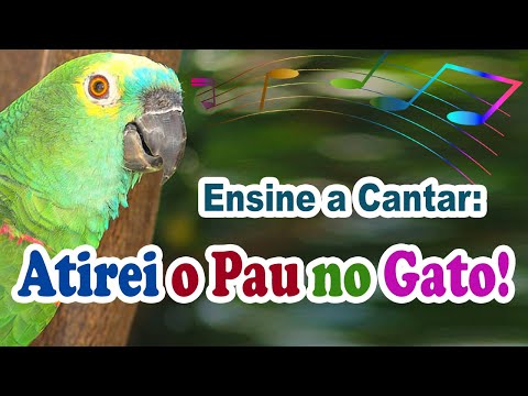 Atirei o pau no gato para ensinar maritaca a cantar - canto "atirei o pau no gato" para maritaca