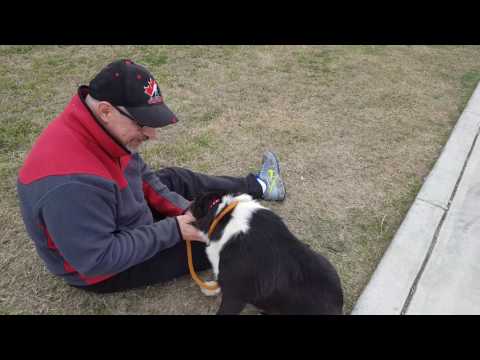Panda, an adopted Border Collie Mix in Lytle, TX_image-1
