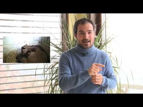 casu marzu - Formaggio coi vermi sardo - Samuel Piva