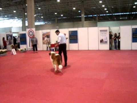 Supreme Dog Flycka - KCSP 25/03/2012