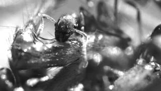 Roll The Dice - Calling All Workers