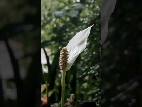 Harmony in the rainy weather #sony #sonyxperia #mihiran #sandanenada #rainyday #srilanka #nature