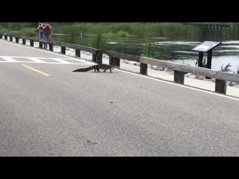 Croc crossing causeway.