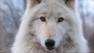Listen to the Eyes of a Wolf