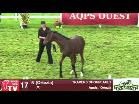 Show AQPS 2015 : lot 17 - N - M15 - Apsis & Ortezia