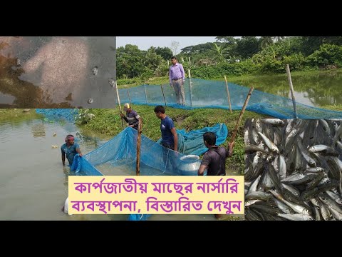 কার্পজাতীয় মাছের নার্সারি ব্যবস্থাপনা