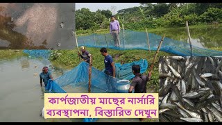 কার্প নার্সারি ব্যবস্থাপনা