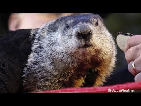 Will Punxsutawney Phil see his shadow this year?