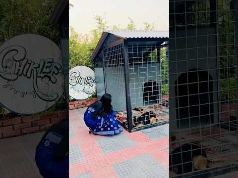 Friendship Between people and do*gs... 🥹❤️‍🩹 #shorts  #rangpur #dog #friends #friendship