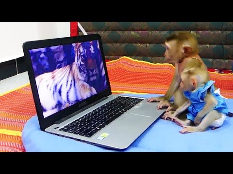 Smallmolly Com