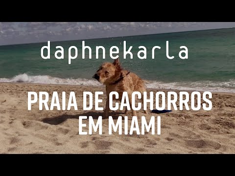 Praia para cachorros em Miami Beach