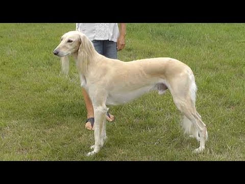 Dog Breed Video: Saluki