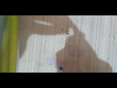 unboxing craft flower | #Rutuja'sdrawings #comedy