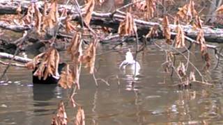 Ducks are too cool for a girl in a kayak.