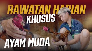 Download lagu RAWATAN HARIAN AYAM MUDA mp3