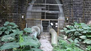 舊畢架山隧道九龍塘入口