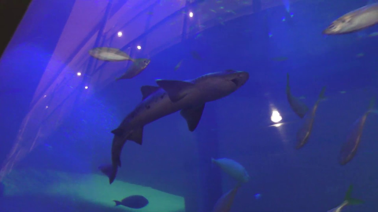 Explore the captivating sights of Bayside Place Hakata Aquarium.