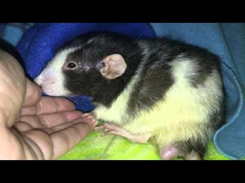 Jax's Breathing / Eye