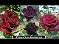 9 Types of Black Roses | Black Rose Varieties