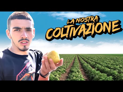 COM'E' LA PIANTA DELLA PATATA ?🥔 🌱#agricoltura #perte