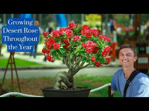 Growing DESERT ROSE Adenium Throughout the Year - Complete Tutorial with Summer & Winter Tips
