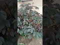 IWULO EWE LAPALAPA PUPA BENEFIT OF RED JATROPHA Antivirals Antifungal Herbal Skincare Health