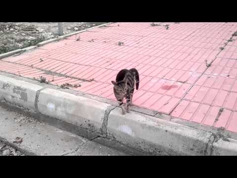 Kedi Köpek Dalaşı(Cat vs Dog)