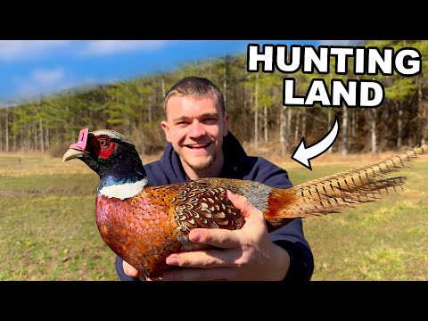 Stocking Pheasants onto My Hunting Land!