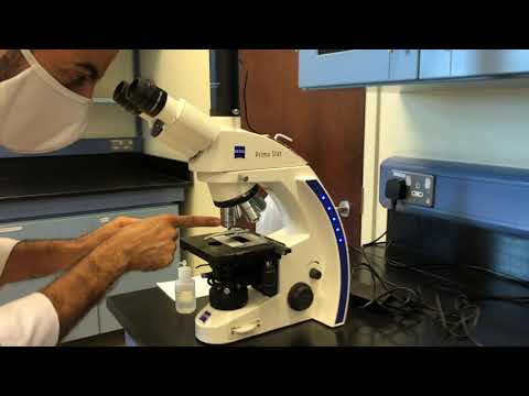 Zeiss Primostar 1 Microscope