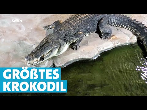Größtes Krokodil Deutschlands in der Wilhelma